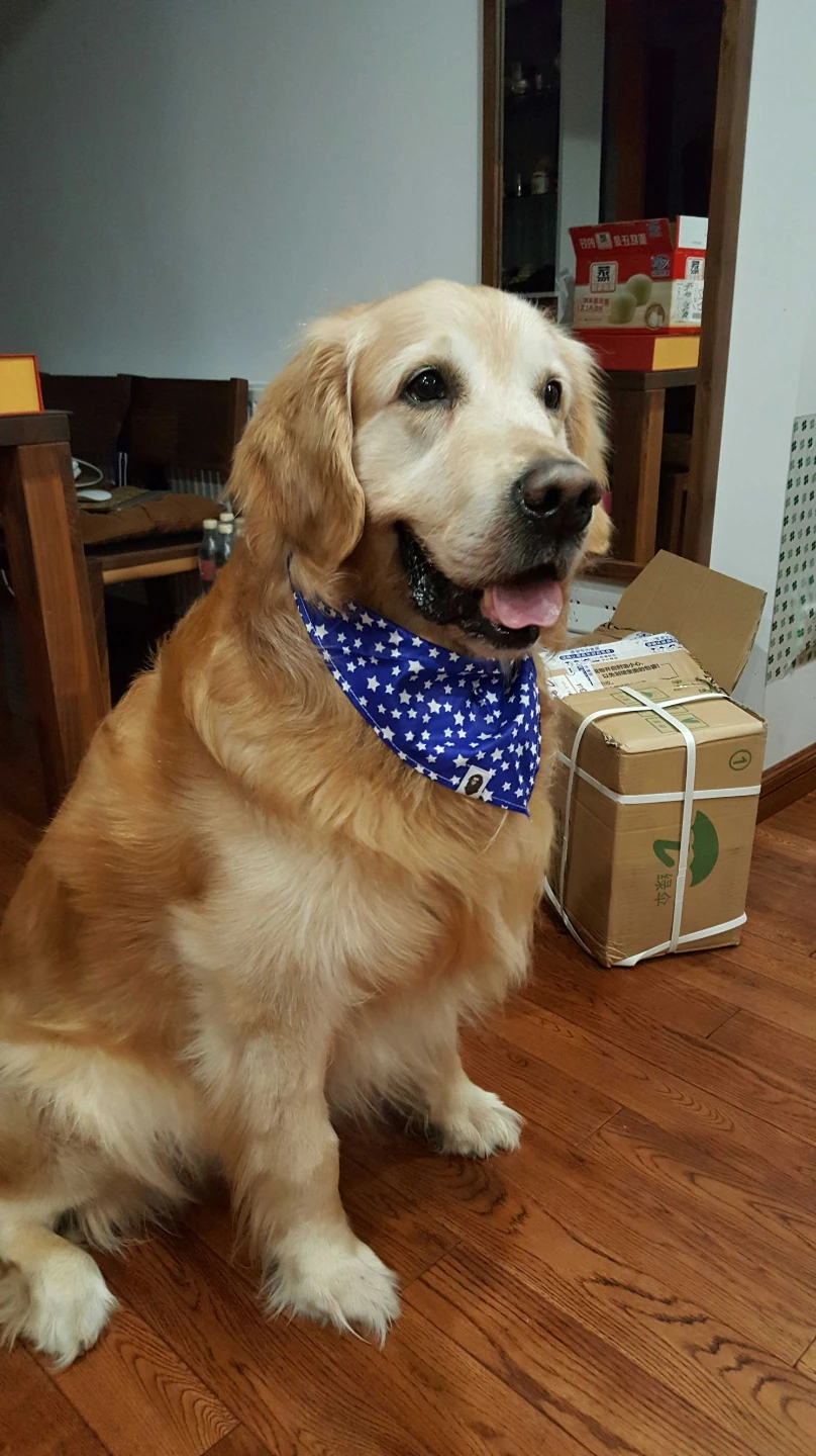 Younger Qiqi sitting indoors in a blue star-patterned bandana.