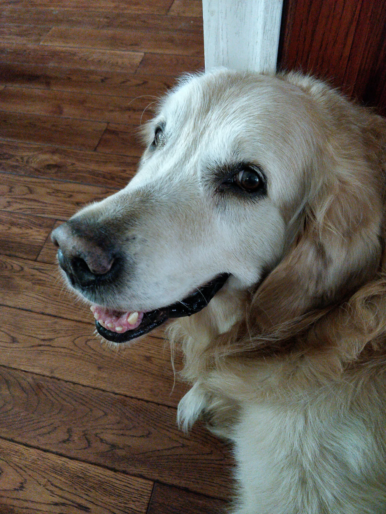 Close identity reference showing Qiqi's pale face, dark eyes, and golden ears.