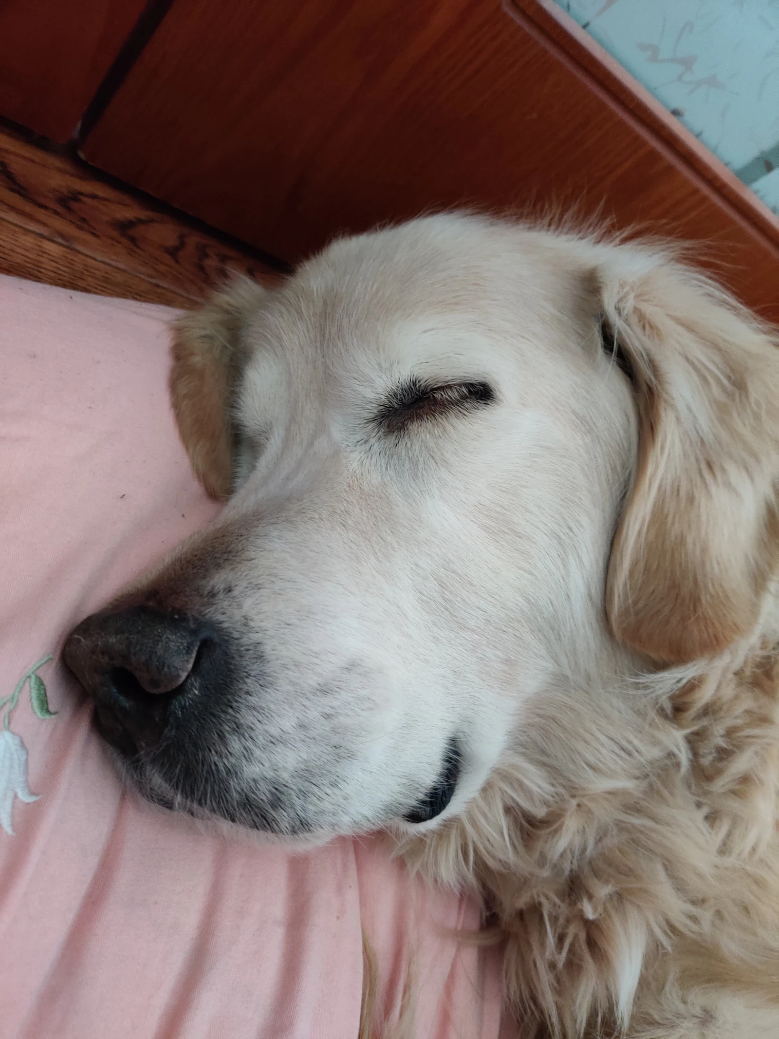 Close photograph of senior Qiqi asleep, showing his cream-white face and golden ear.
